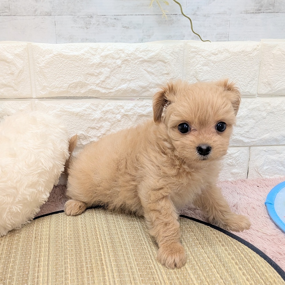 静岡県のチワプー/プーチー(チワワ×プードル) (犬の家＆猫の里プレ葉ウォーク浜北店/2026年6月15日生まれ/女の子/アプリコット)の子犬の3枚目の画像