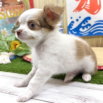 神奈川県のチワワ(ロング) (犬の家＆猫の里小田原店/2026年6月15日生まれ/男の子/ホワイト＆チョコレートフォーン)の子犬の3枚目の画像