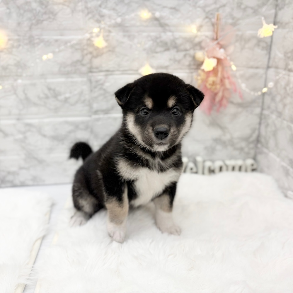 静岡県の柴犬(標準サイズ) (犬の家＆猫の里MEGAドン・キホーテ袋井店/2026年6月15日生まれ/女の子/黒)の子犬の1枚目の画像