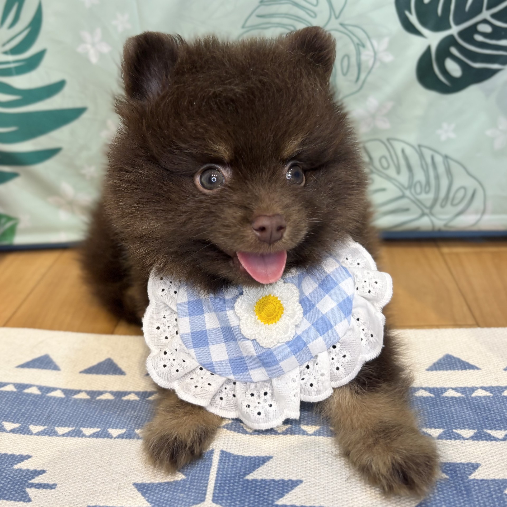 長野県のポメラニアン (犬の家＆猫の里カインズ梓川店/2026年6月16日生まれ/男の子/チョコレートタン)の子犬の3枚目の画像