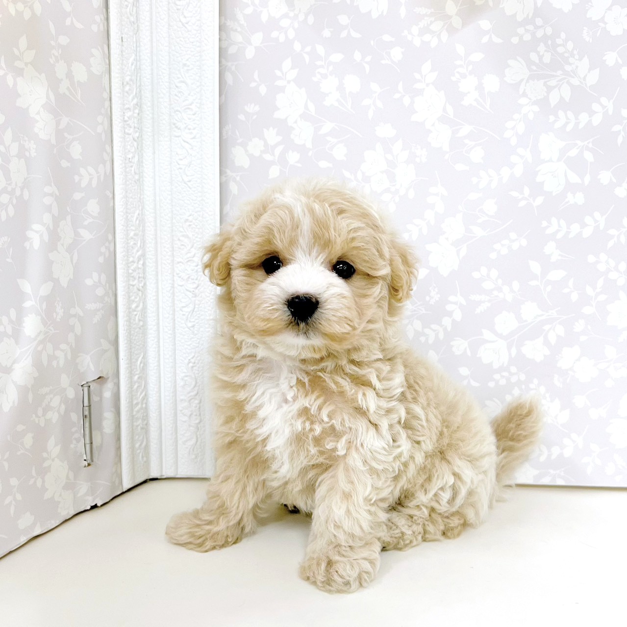 富山県のマルプー(マルチーズ×プードル) (犬の家＆猫の里アミーゴ高岡蓮花寺店/2026年6月15日生まれ/男の子/クリーム)の子犬の1枚目の画像