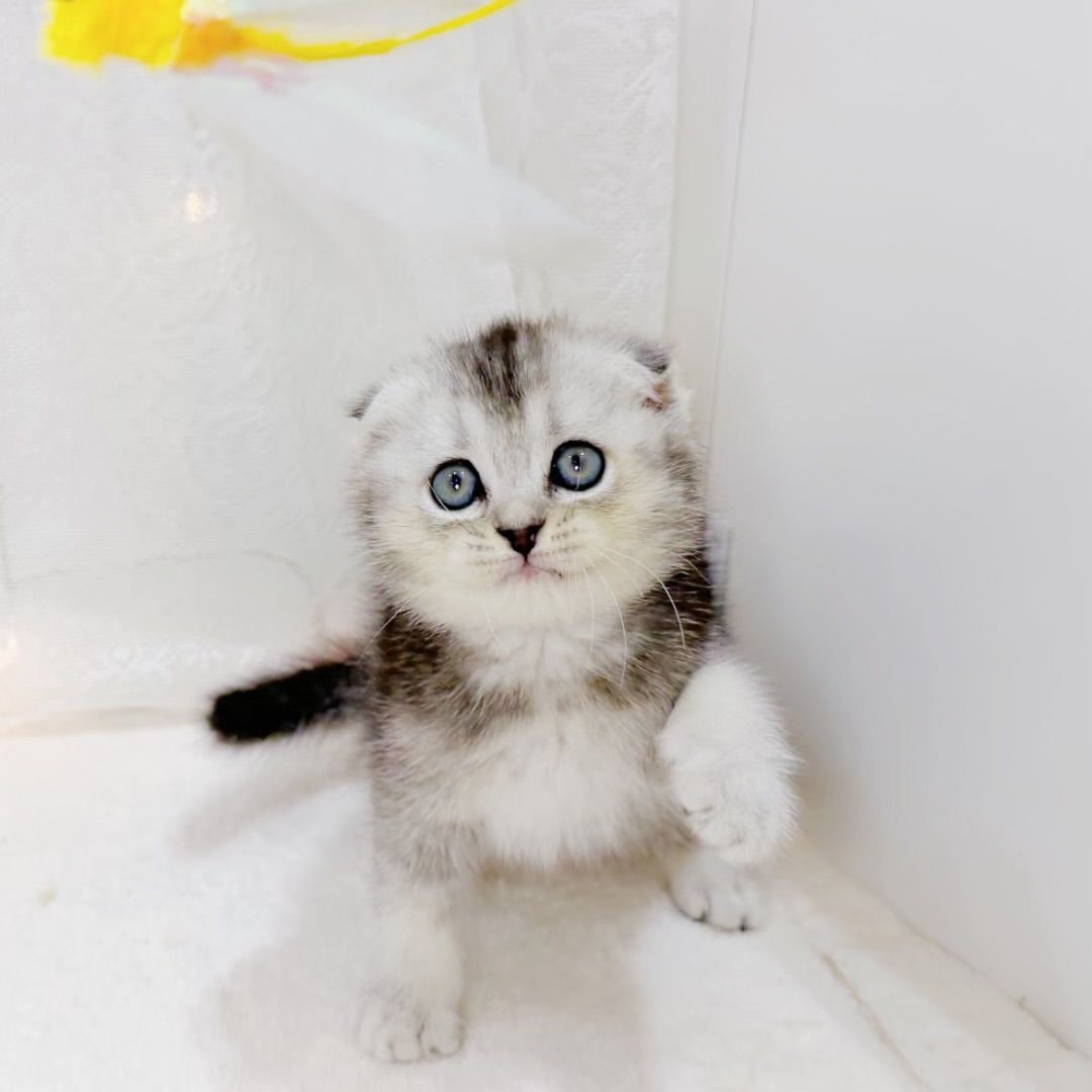 千葉県のスコティッシュフォールド (犬の家＆猫の里BIGHOPガーデンモール印西店/2026年6月16日生まれ/男の子/シルバータビー)の子猫の3枚目の画像