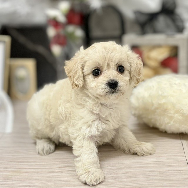 千葉県のチワプー/プーチー(チワワ×プードル) (犬の家＆猫の里ワンズモール稲毛店/2026年6月16日生まれ/女の子/クリーム)の子犬の3枚目の画像
