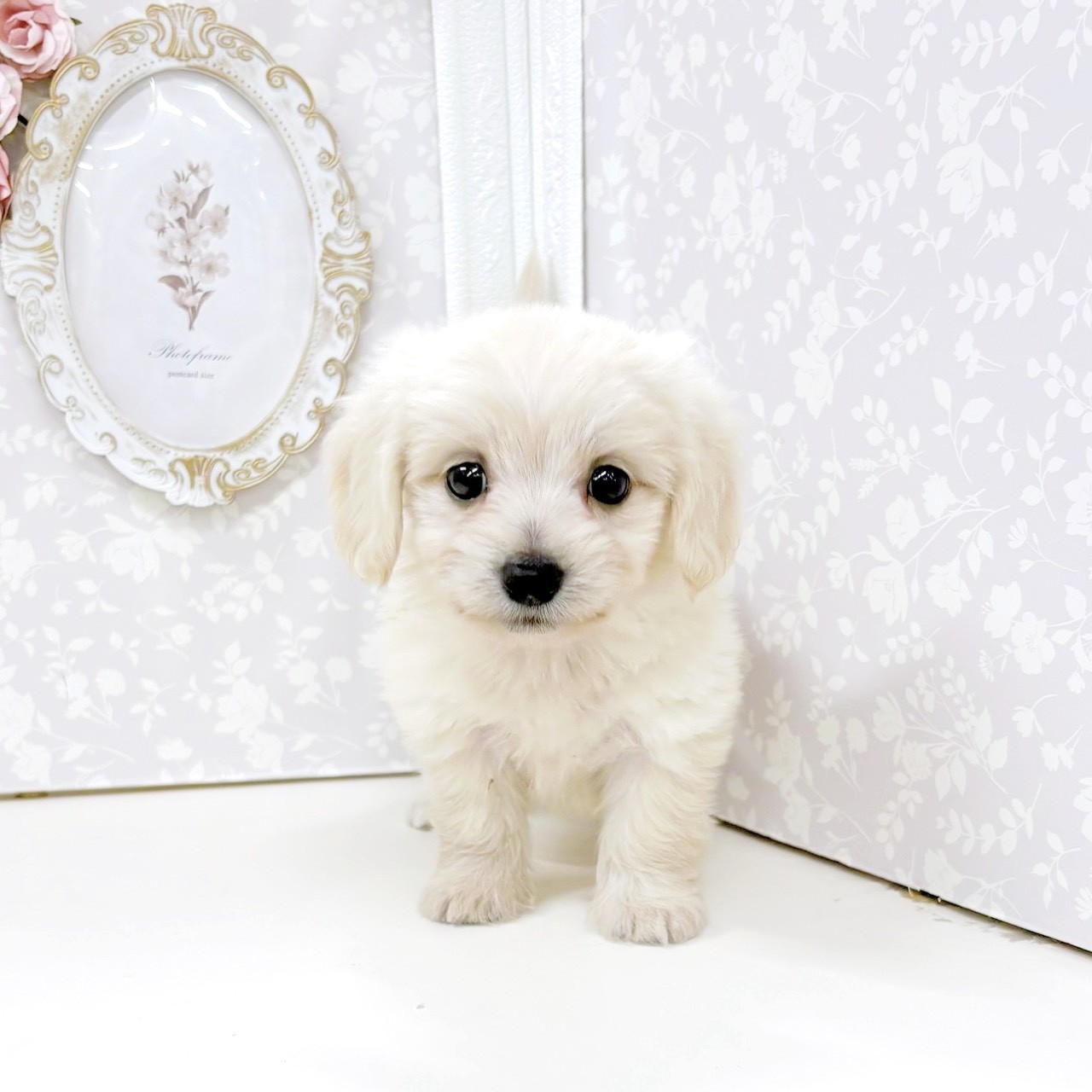 富山県のマルックス(マルチーズ×ダックス) (犬の家＆猫の里アミーゴ高岡蓮花寺店/2026年6月15日生まれ/女の子/クリーム)の子犬の1枚目の画像