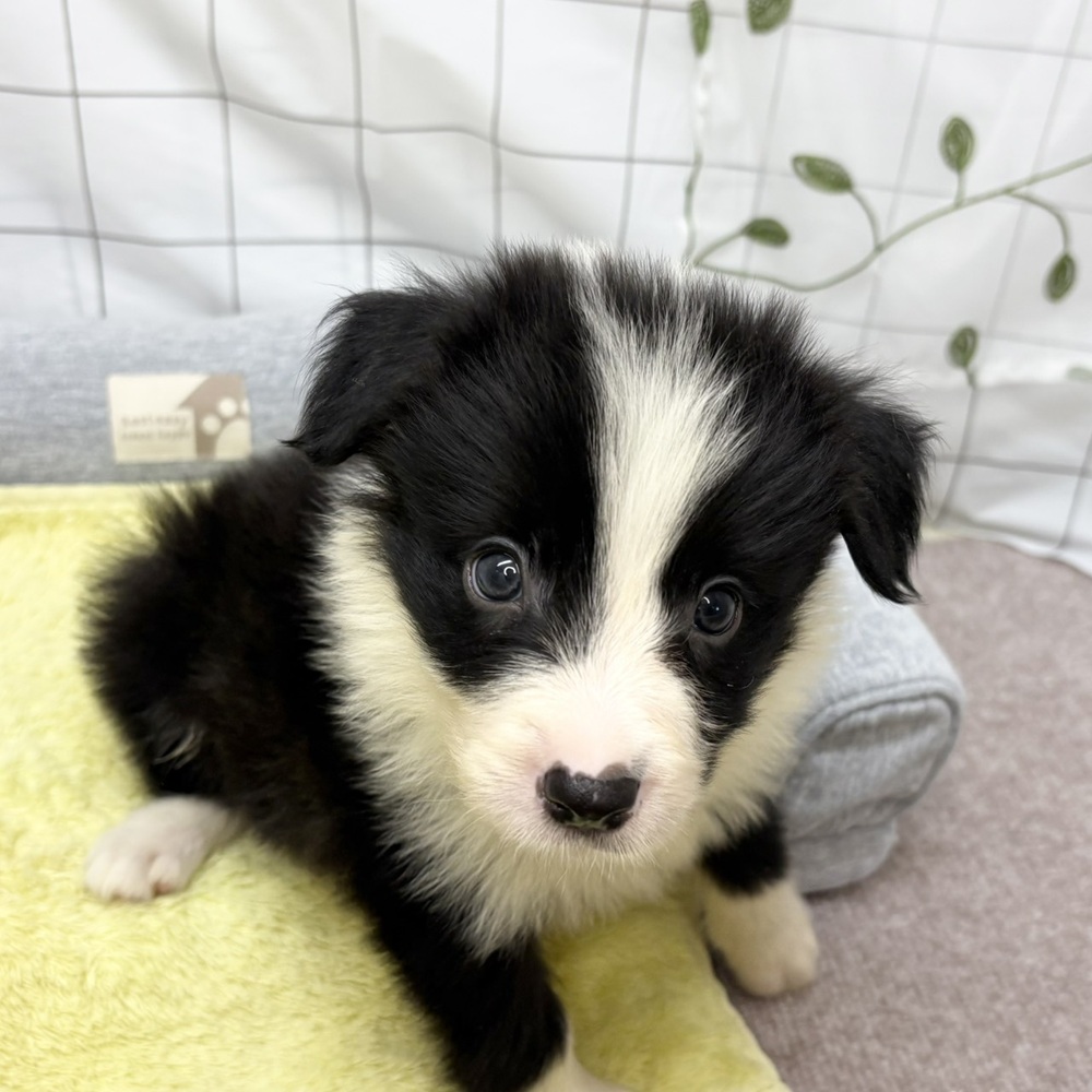長野県のボーダーコリー (犬の家＆猫の里塩尻店/2026年6月16日生まれ/男の子/ブラックホワイト)の子犬の1枚目の画像
