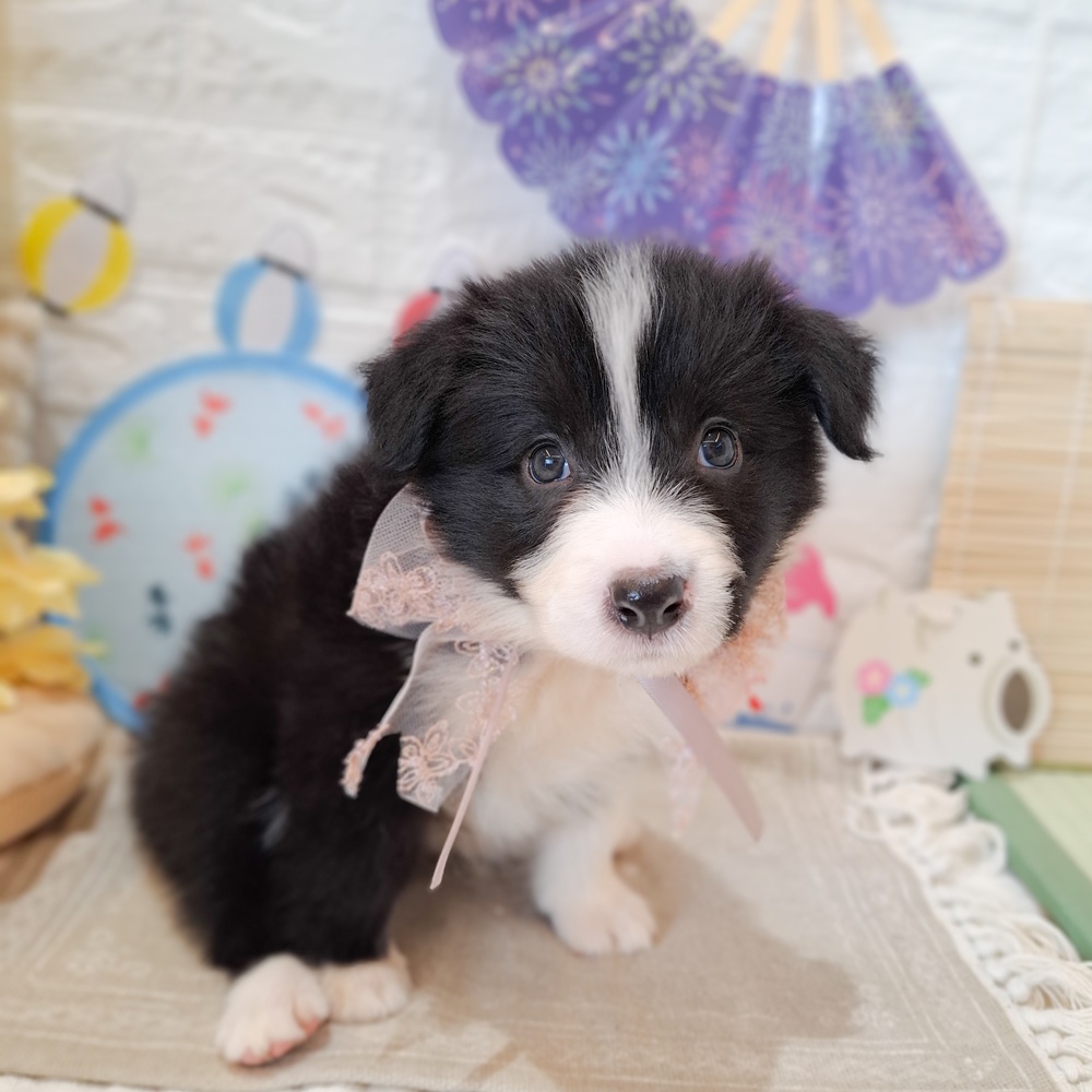 静岡県のボーダーコリー (犬の家＆猫の里富士店/2026年6月16日生まれ/女の子/ブラックホワイト)の子犬の3枚目の画像