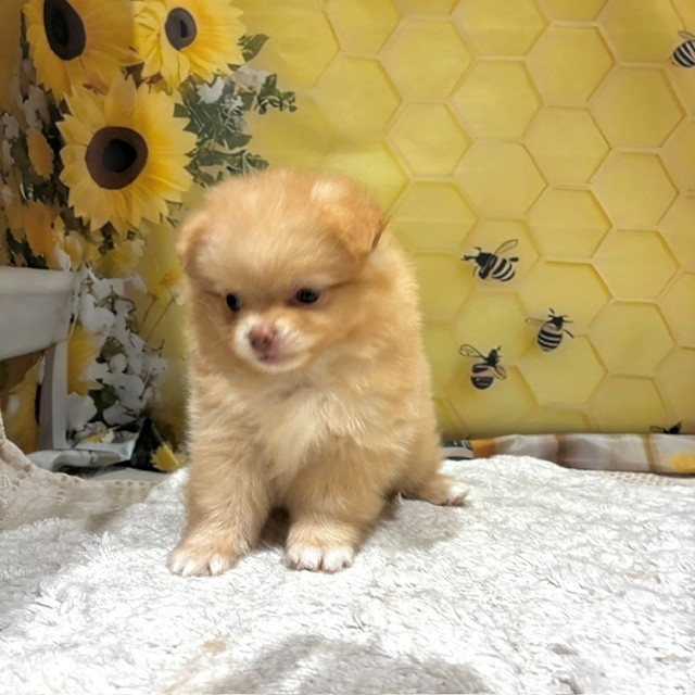 福岡県のポメチワ/チワポメ/ポメチー(ポメラニアン×チワワ) (犬の家＆猫の里トリアス久山店/2026年6月16日生まれ/男の子/クリーム)の子犬の3枚目の画像