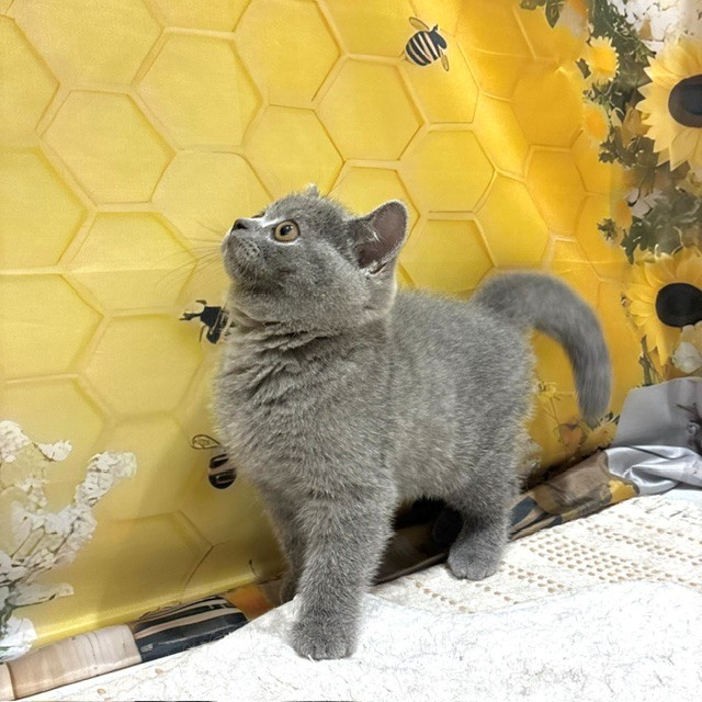 福岡県のブリティッシュショートヘアー (犬の家＆猫の里トリアス久山店/2026年6月11日生まれ/男の子/ブルー)の子猫の3枚目の画像