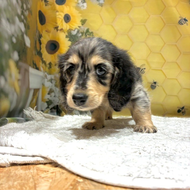福岡県のミニチュアダックスフンド(ロング) (犬の家＆猫の里トリアス久山店/2026年6月16日生まれ/女の子/シルバーダップル)の子犬の3枚目の画像