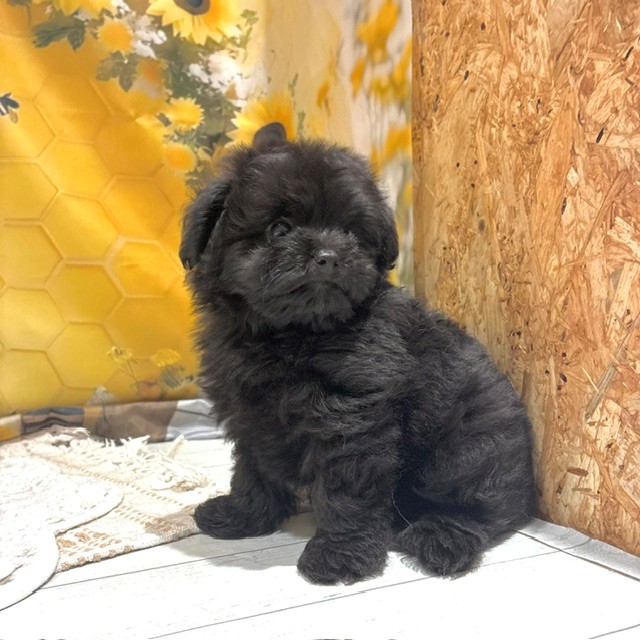 福岡県のポメプー(ポメラニアン×プードル) (犬の家＆猫の里トリアス久山店/2026年6月14日生まれ/男の子/ブラック)の子犬の3枚目の画像