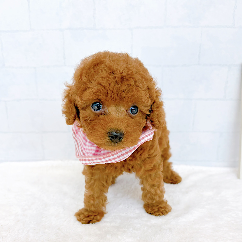 石川県のトイプードル(トイ) (犬の家＆猫の里金沢店/2026年6月16日生まれ/女の子/レッド)の子犬の3枚目の画像