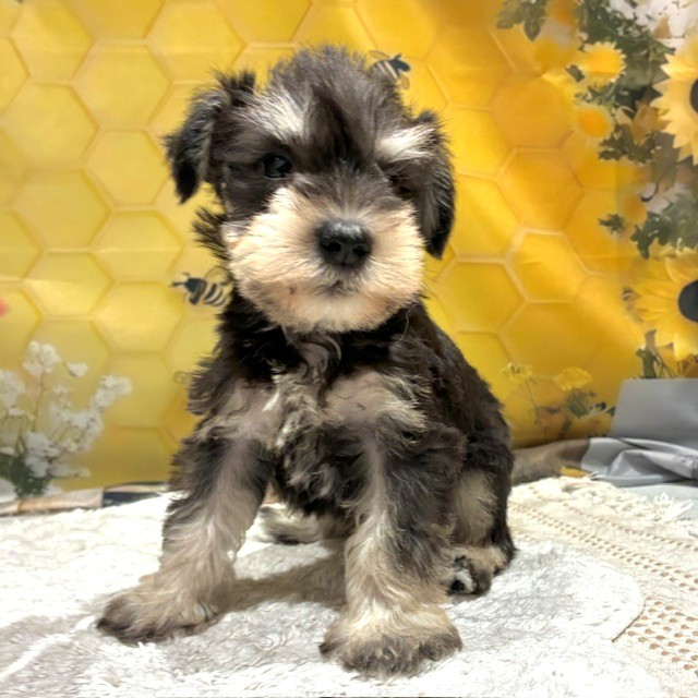 福岡県のミニチュアシュナウザー (犬の家＆猫の里トリアス久山店/2026年6月14日生まれ/男の子/ブラックシルバー)の子犬の3枚目の画像