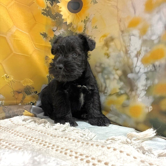 福岡県のミニチュアシュナウザー (犬の家＆猫の里トリアス久山店/2026年6月12日生まれ/男の子/ブラック)の子犬の3枚目の画像