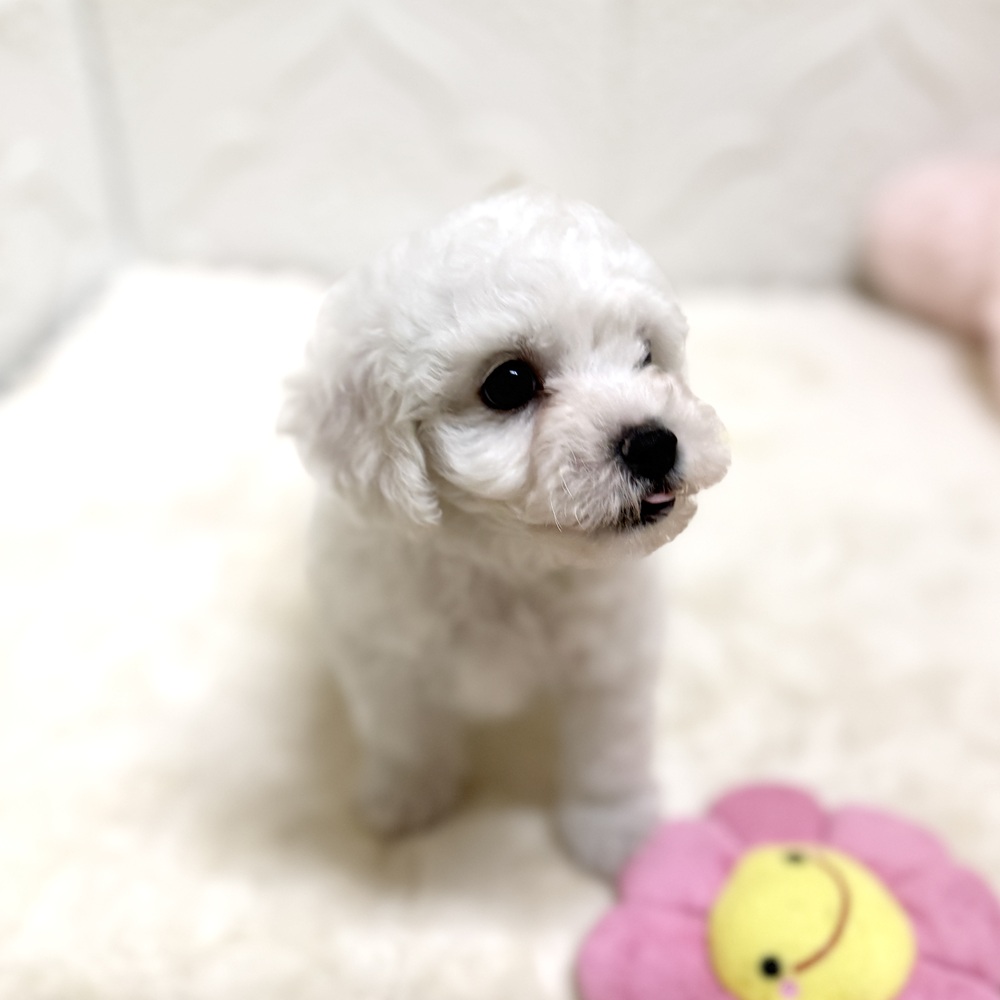 愛知県のビションフリーゼ (犬の家＆猫の里岡崎店/2026年6月16日生まれ/男の子/ホワイト)の子犬の3枚目の画像