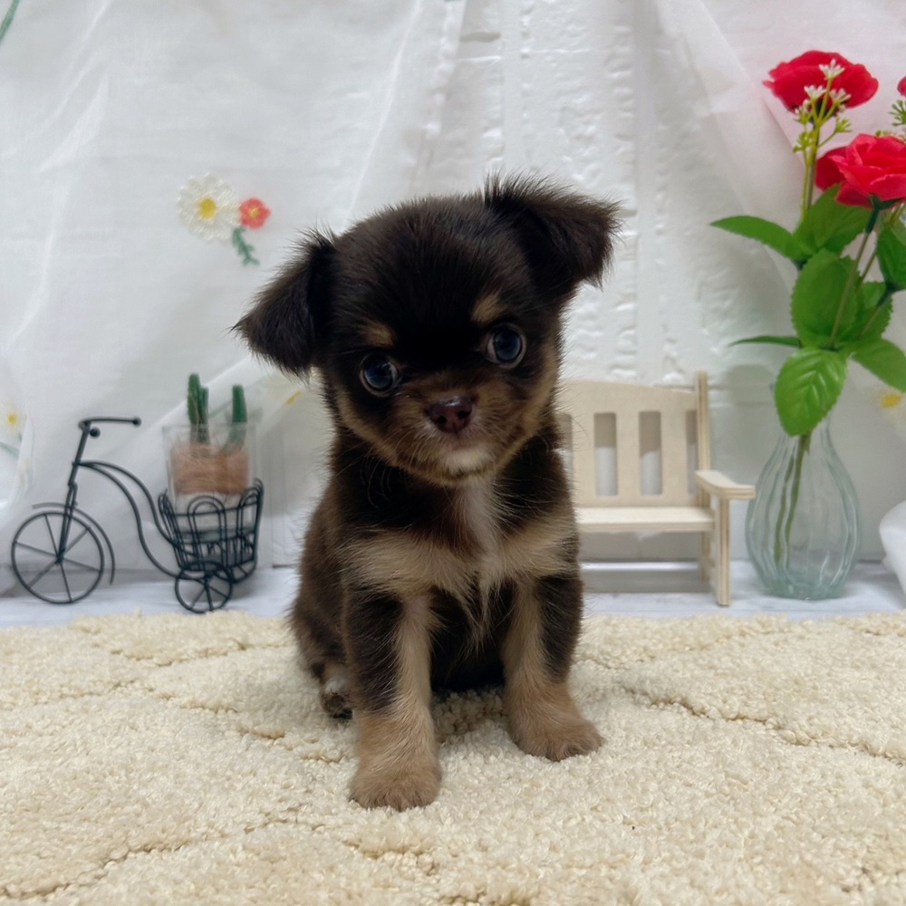 岡山県のチワワ(ロング) (犬の家＆猫の里岡山店/2026年6月16日生まれ/男の子/チョコレートタンホワイト)の子犬の1枚目の画像