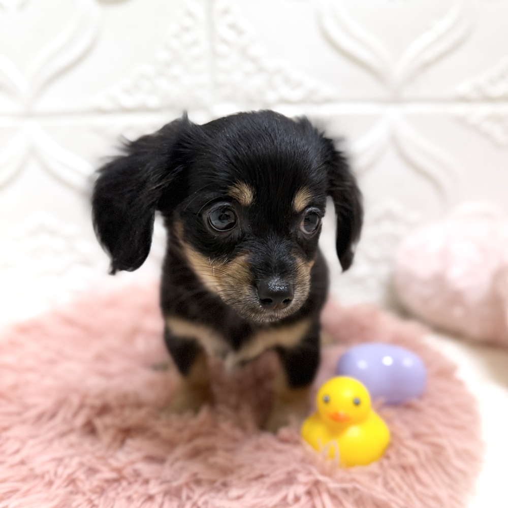 愛知県のチワックス(チワワ×ダックス) (犬の家＆猫の里岡崎店/2026年6月17日生まれ/男の子/ブラックタン)の子犬の3枚目の画像