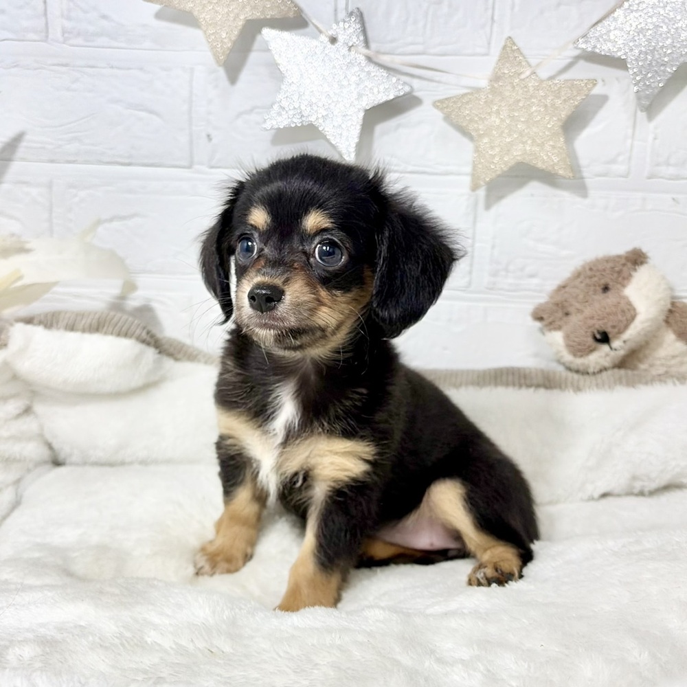 兵庫県のチワックス(チワワ×ダックス) (犬の家＆猫の里ニッケパークタウン加古川店/2026年6月17日生まれ/女の子/ブラックタン)の子犬の3枚目の画像
