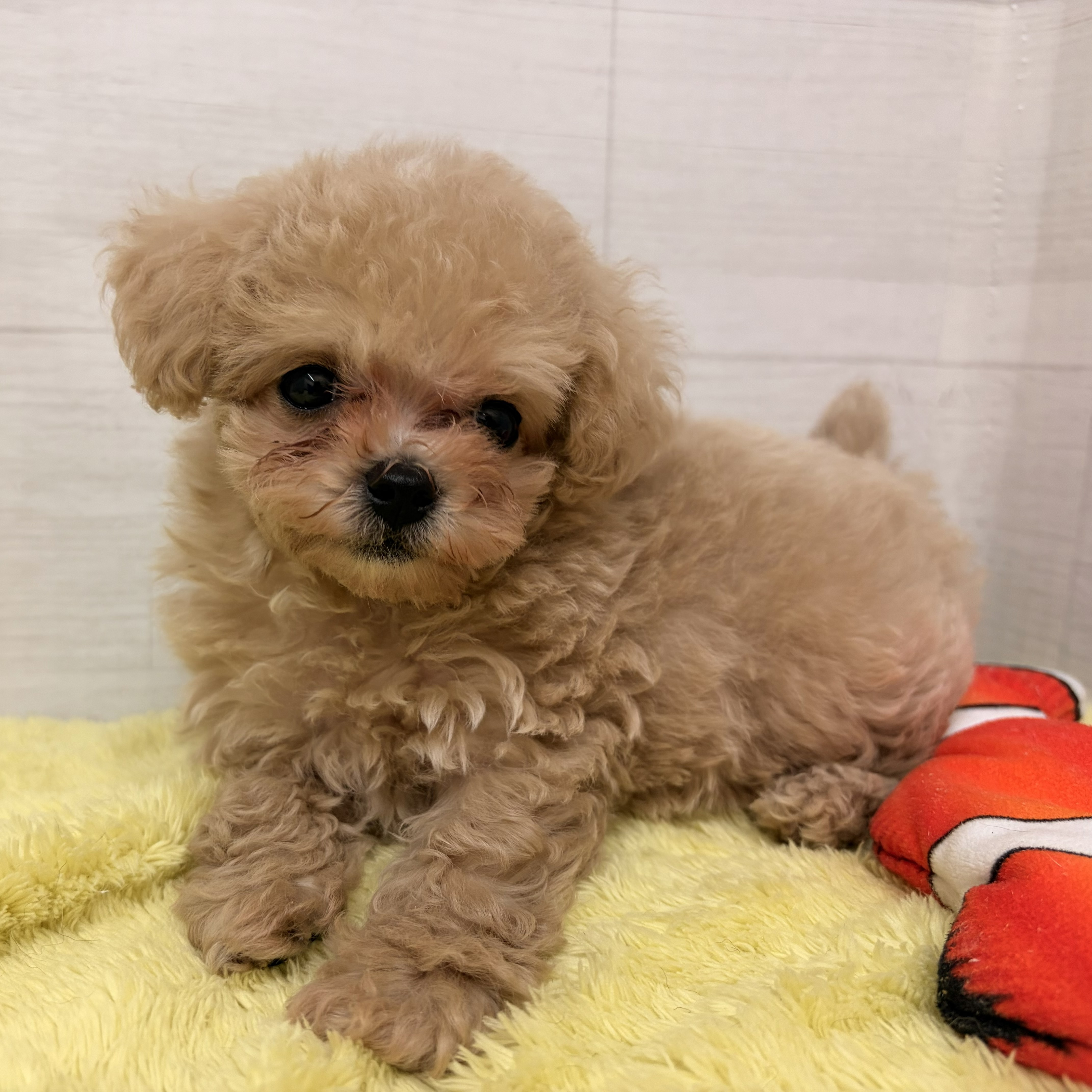愛知県のマルプー(マルチーズ×プードル) (犬の家＆猫の里碧南店/2026年6月17日生まれ/男の子/クリームホワイト)の子犬の3枚目の画像