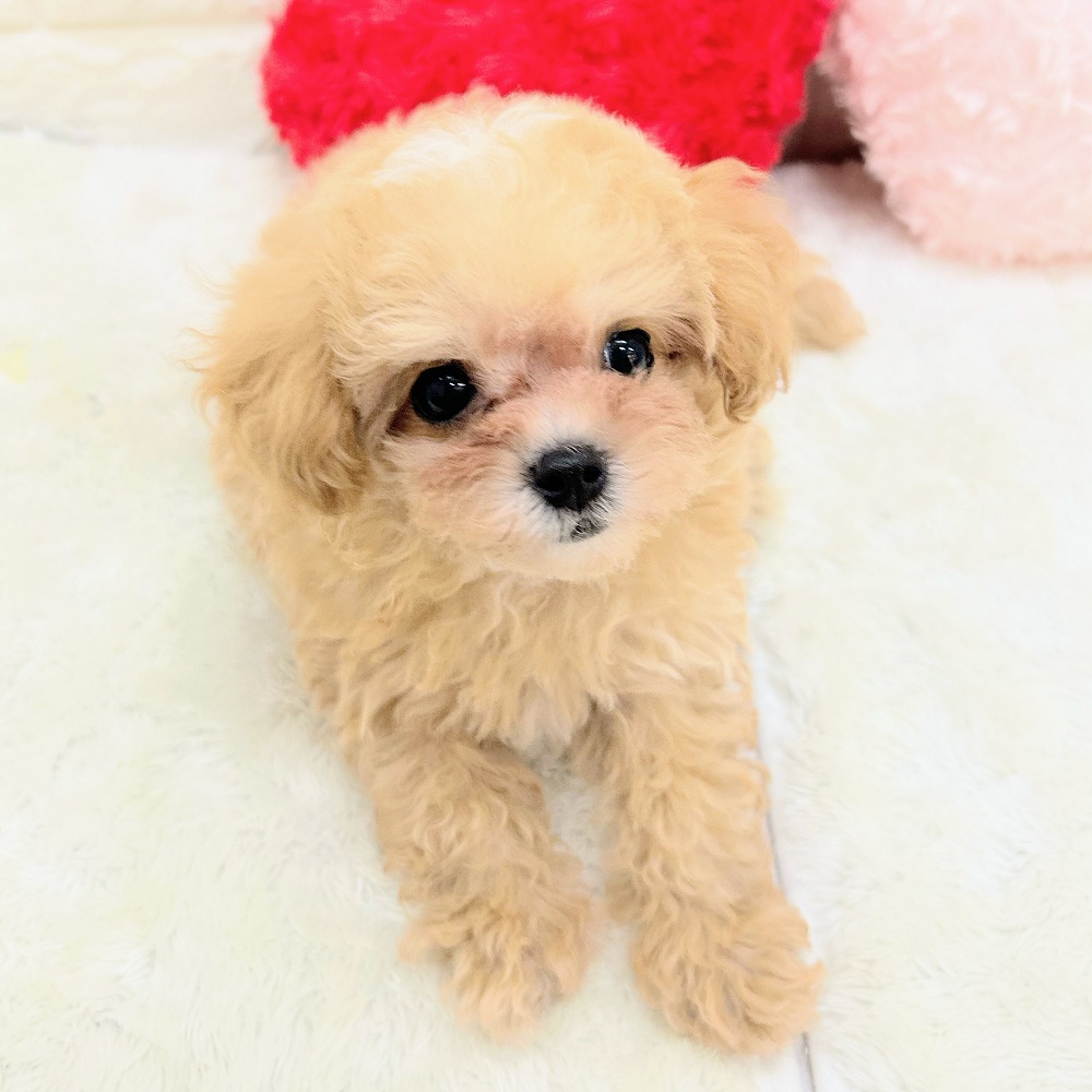 愛知県のマルプー(マルチーズ×プードル) (犬の家＆猫の里アミーゴ神の倉店/2026年6月17日生まれ/男の子/アプリコットホワイト)の子犬の3枚目の画像