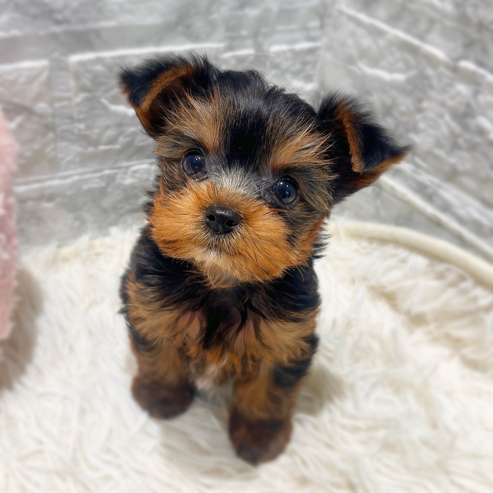 愛知県のヨークシャーテリア (犬の家＆猫の里MiO香久山店/2026年6月13日生まれ/女の子/スチールブルータン)の子犬の1枚目の画像