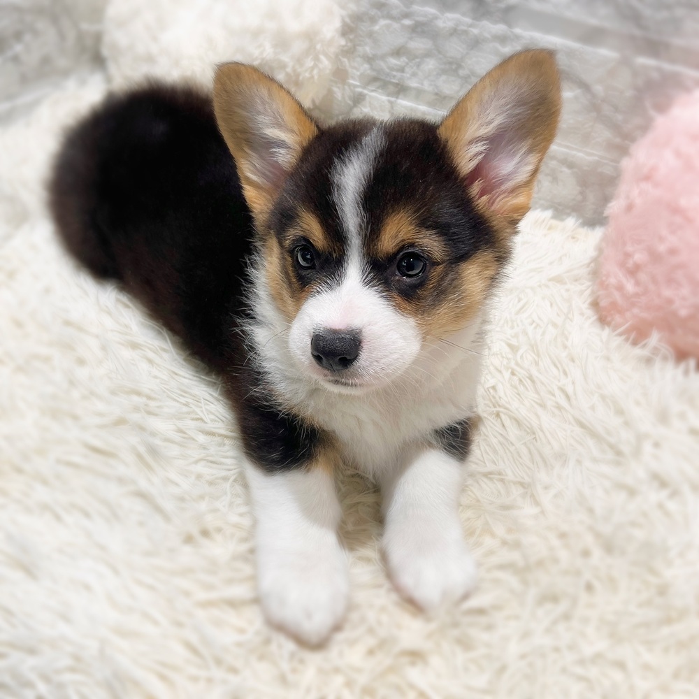 愛知県のウェルシュコーギーペンブローク (犬の家＆猫の里MiO香久山店/2026年6月17日生まれ/男の子/ブラックタンホワイト)の子犬の3枚目の画像