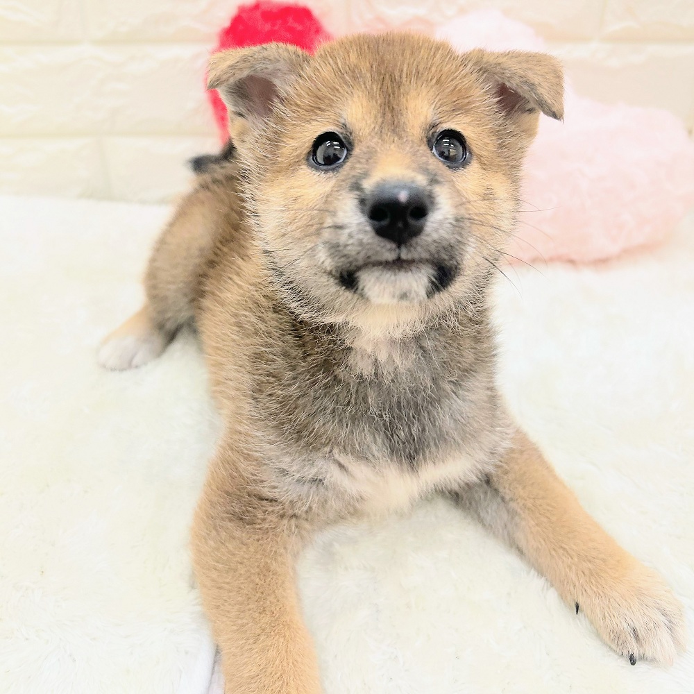 愛知県の柴犬(標準サイズ) (犬の家＆猫の里アミーゴ神の倉店/2026年6月17日生まれ/女の子/赤)の子犬の3枚目の画像