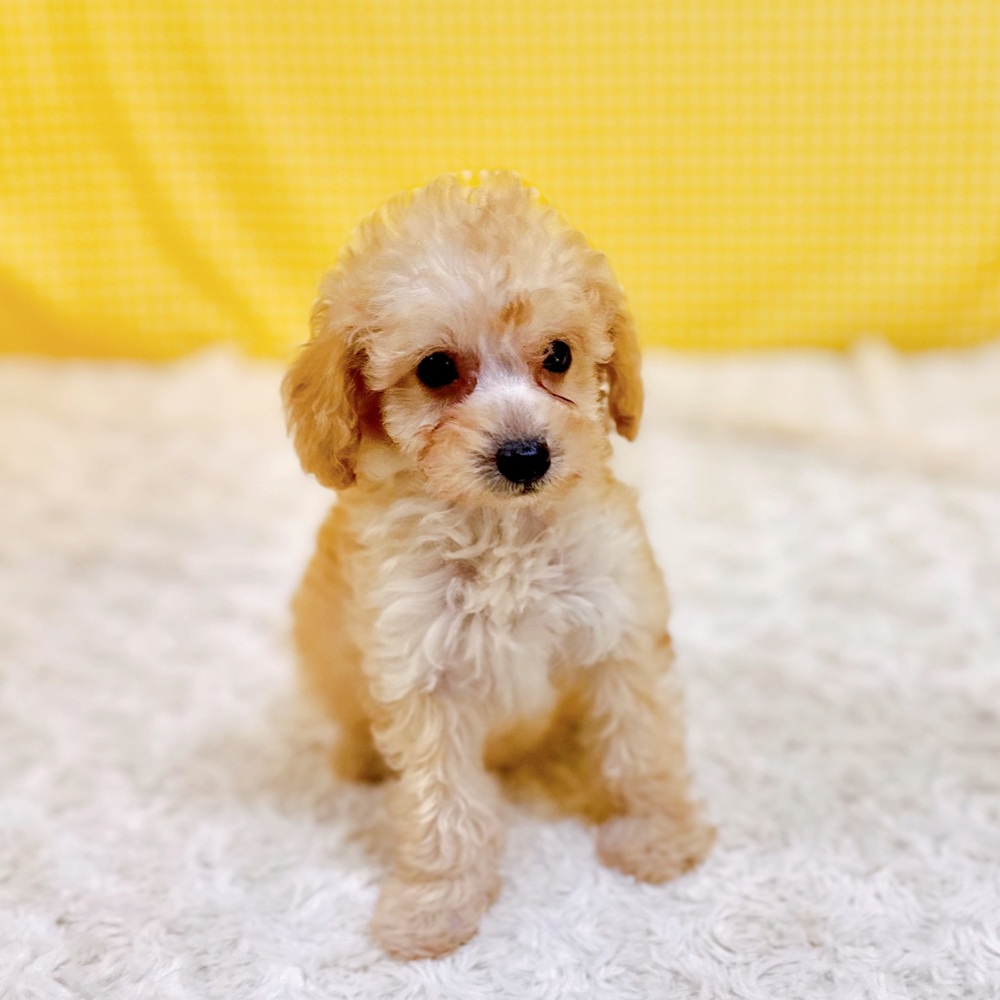 愛知県のトイプードル(トイ) (犬の家＆猫の里一宮店/2026年6月13日生まれ/女の子/ペールフォーン)の子犬の3枚目の画像