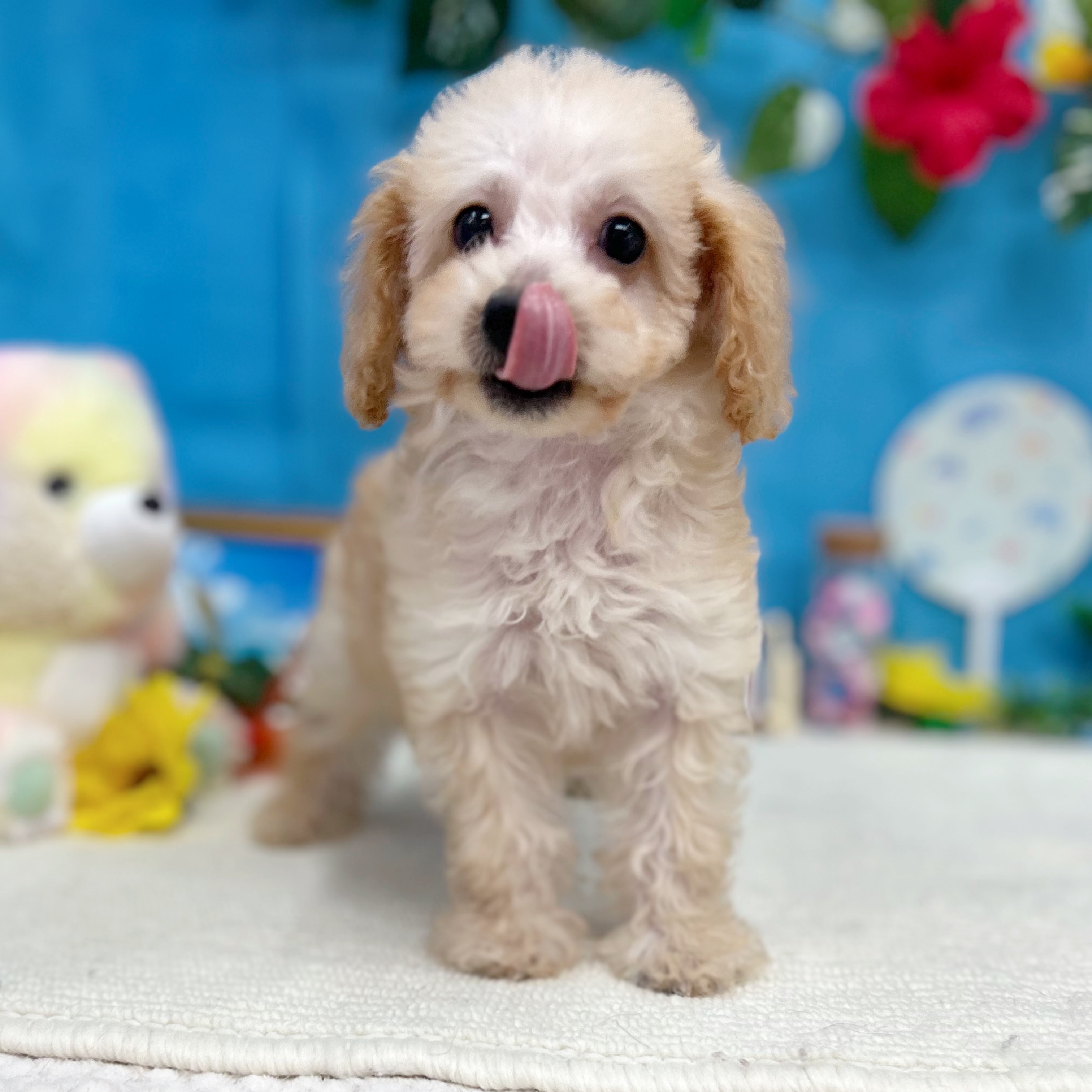 岐阜県のトイプードル(トイ) (犬の家＆猫の里岐南店/2026年6月13日生まれ/女の子/ペールフォーン)の子犬の3枚目の画像