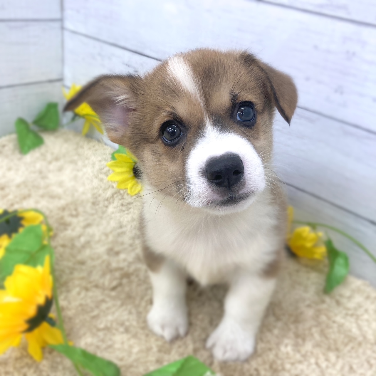 愛知県のウェルシュコーギーペンブローク (犬の家＆猫の里七宝店/2026年6月17日生まれ/男の子/セーブルホワイト)の子犬の1枚目の画像