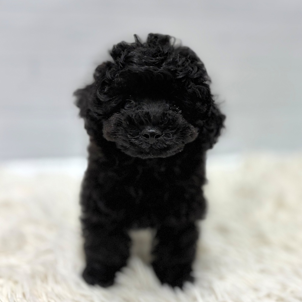 愛知県のトイプードル(タイニー) (犬の家＆猫の里豊田店/2026年6月17日生まれ/男の子/ブラック)の子犬の3枚目の画像