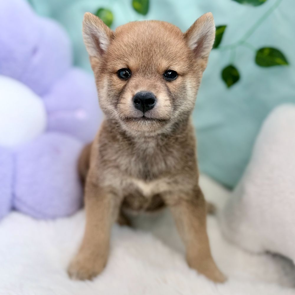 愛知県の柴犬(標準サイズ) (犬の家＆猫の里愛知刈谷店/2026年6月17日生まれ/男の子/赤)の子犬の3枚目の画像