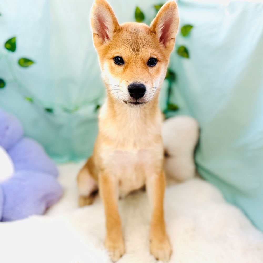 愛知県の柴犬(標準サイズ) (犬の家＆猫の里愛知刈谷店/2026年6月17日生まれ/男の子/赤)の子犬の3枚目の画像