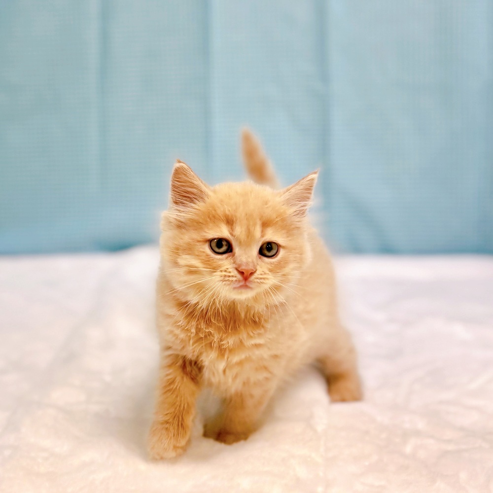 愛知県のミヌエット (犬の家＆猫の里一宮店/2026年6月17日生まれ/男の子/クリームタビー)の子猫の3枚目の画像