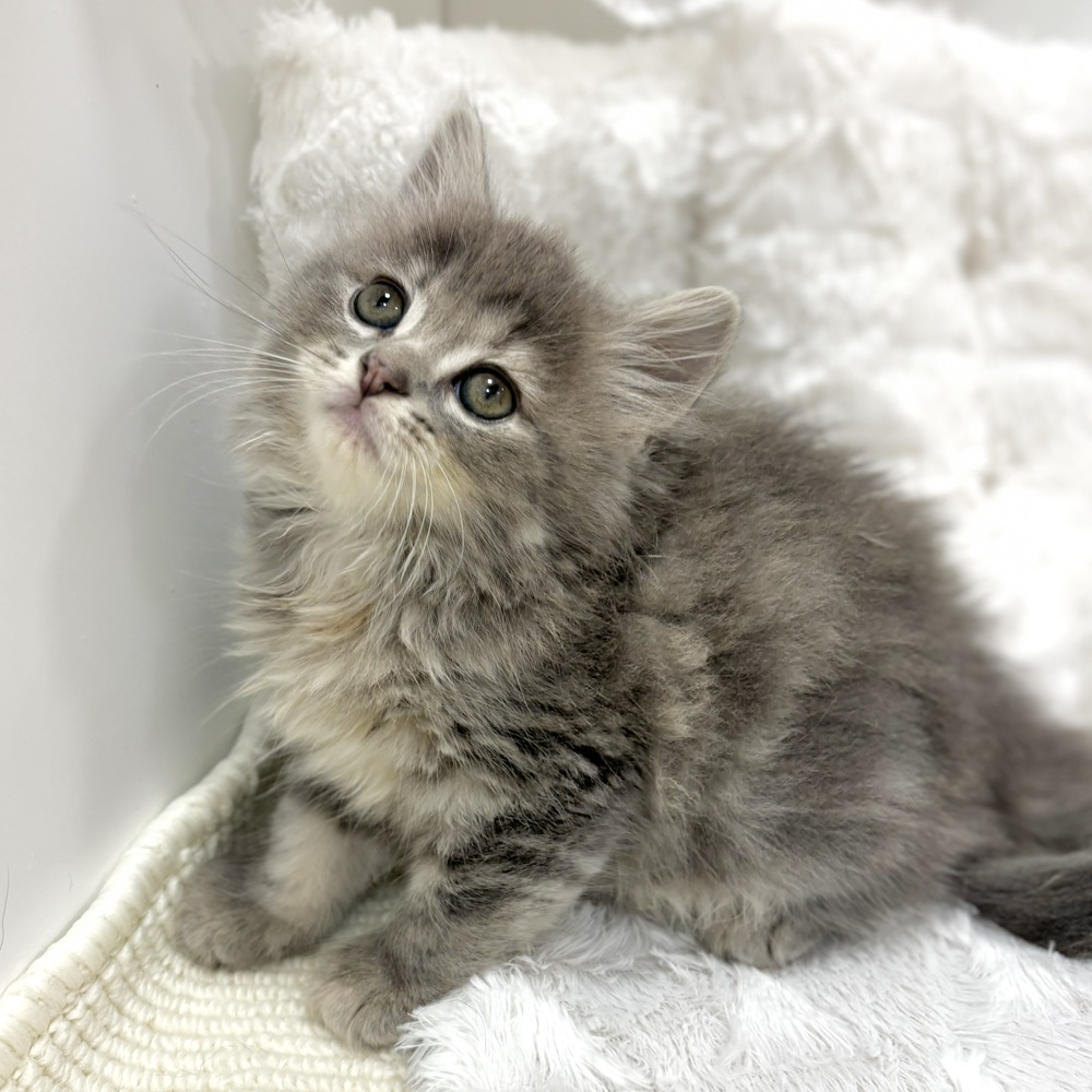岐阜県のミヌエット (犬の家＆猫の里カラフルタウン岐阜店/2026年6月17日生まれ/女の子/ブルーパッチドタビー)の子猫の3枚目の画像