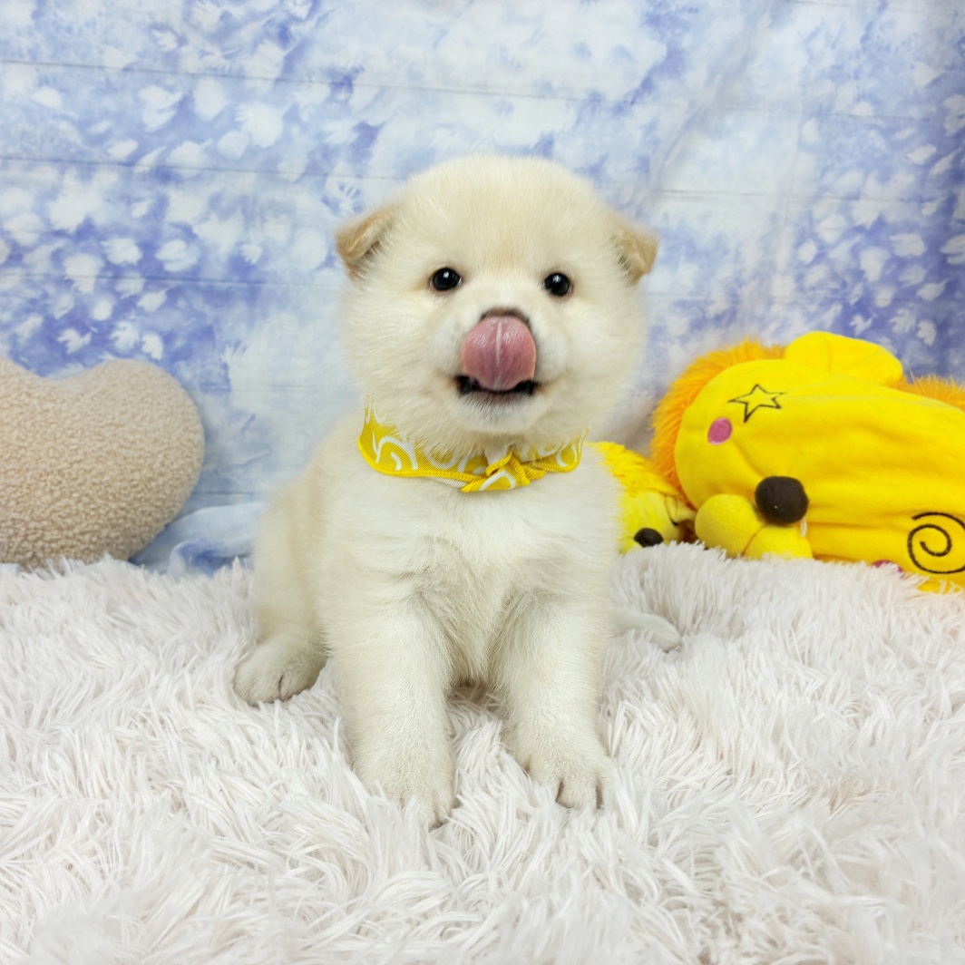 兵庫県の柴犬(標準サイズ) (犬の家＆猫の里川西店/2026年6月14日生まれ/男の子/白)の子犬の3枚目の画像