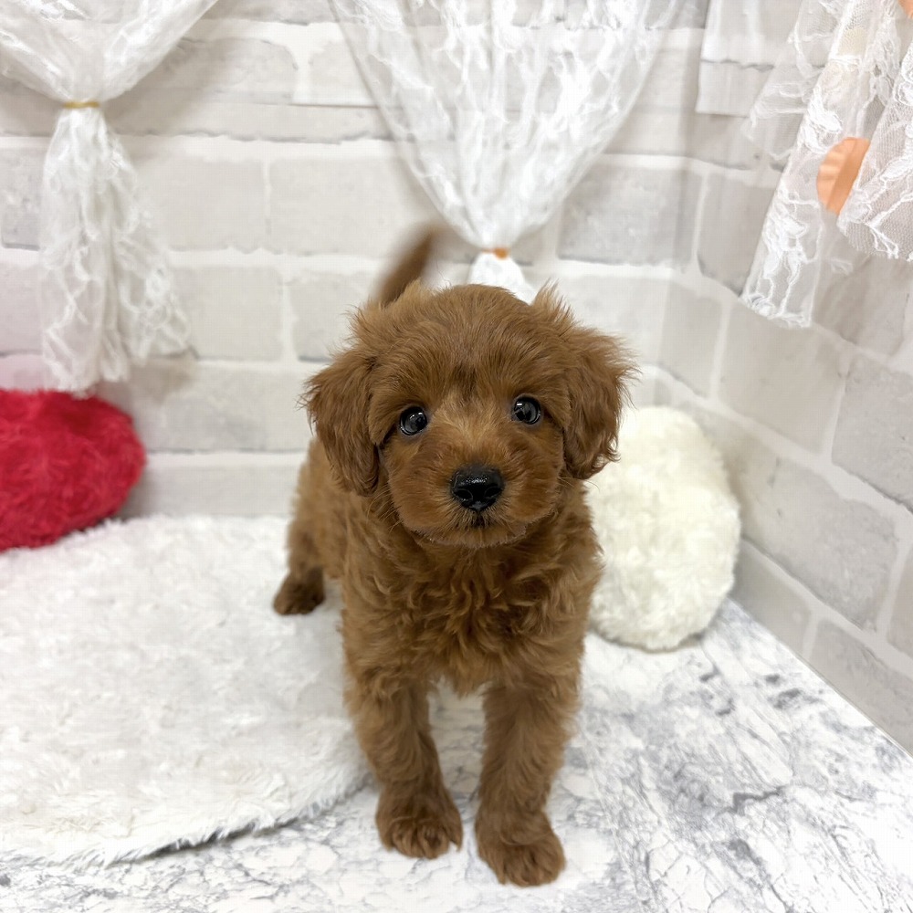 京都府のシュナプー(シュナウザー×プードル) (犬の家＆猫の里京都精華店/2026年6月14日生まれ/男の子/アプリコット)の子犬の3枚目の画像