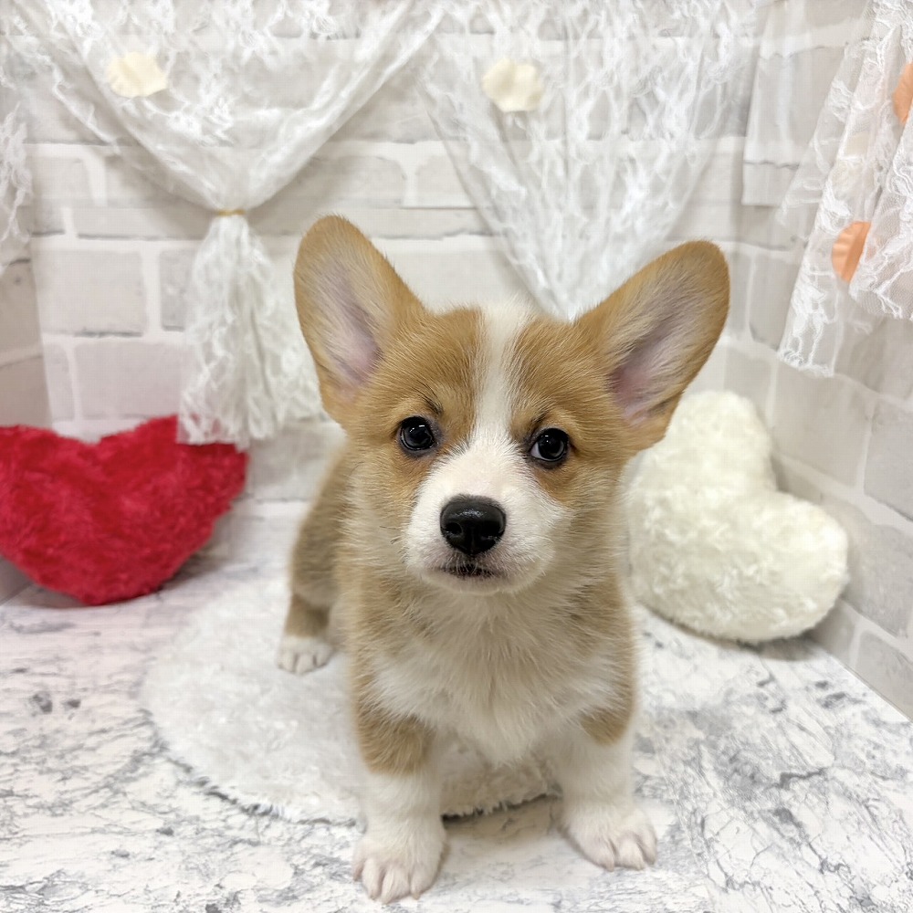 京都府のウェルシュコーギーペンブローク (犬の家＆猫の里京都精華店/2026年6月16日生まれ/女の子/セーブルホワイト)の子犬の3枚目の画像