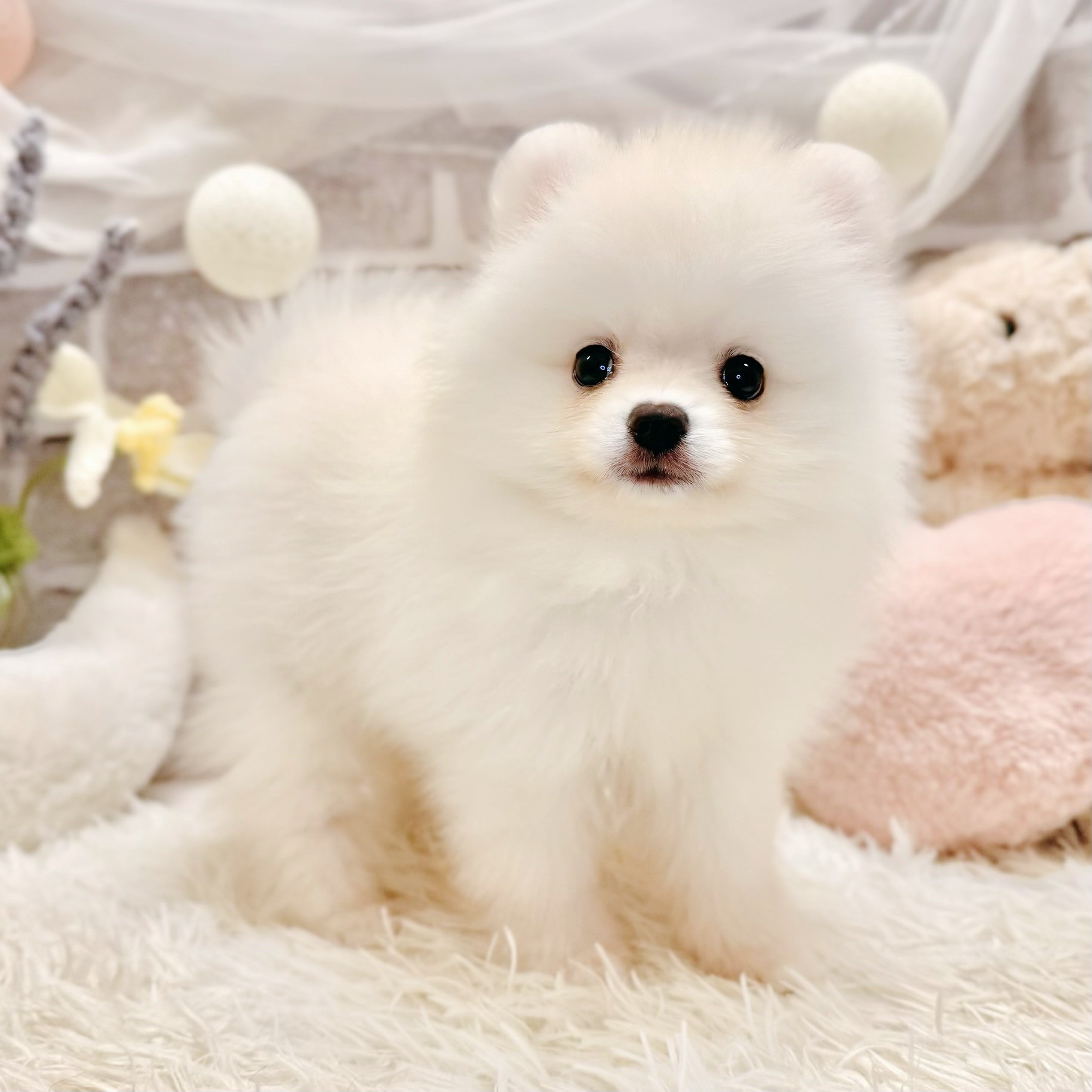 兵庫県のポメラニアン (犬の家＆猫の里神戸店/2026年6月14日生まれ/男の子/クリーム)の子犬の1枚目の画像