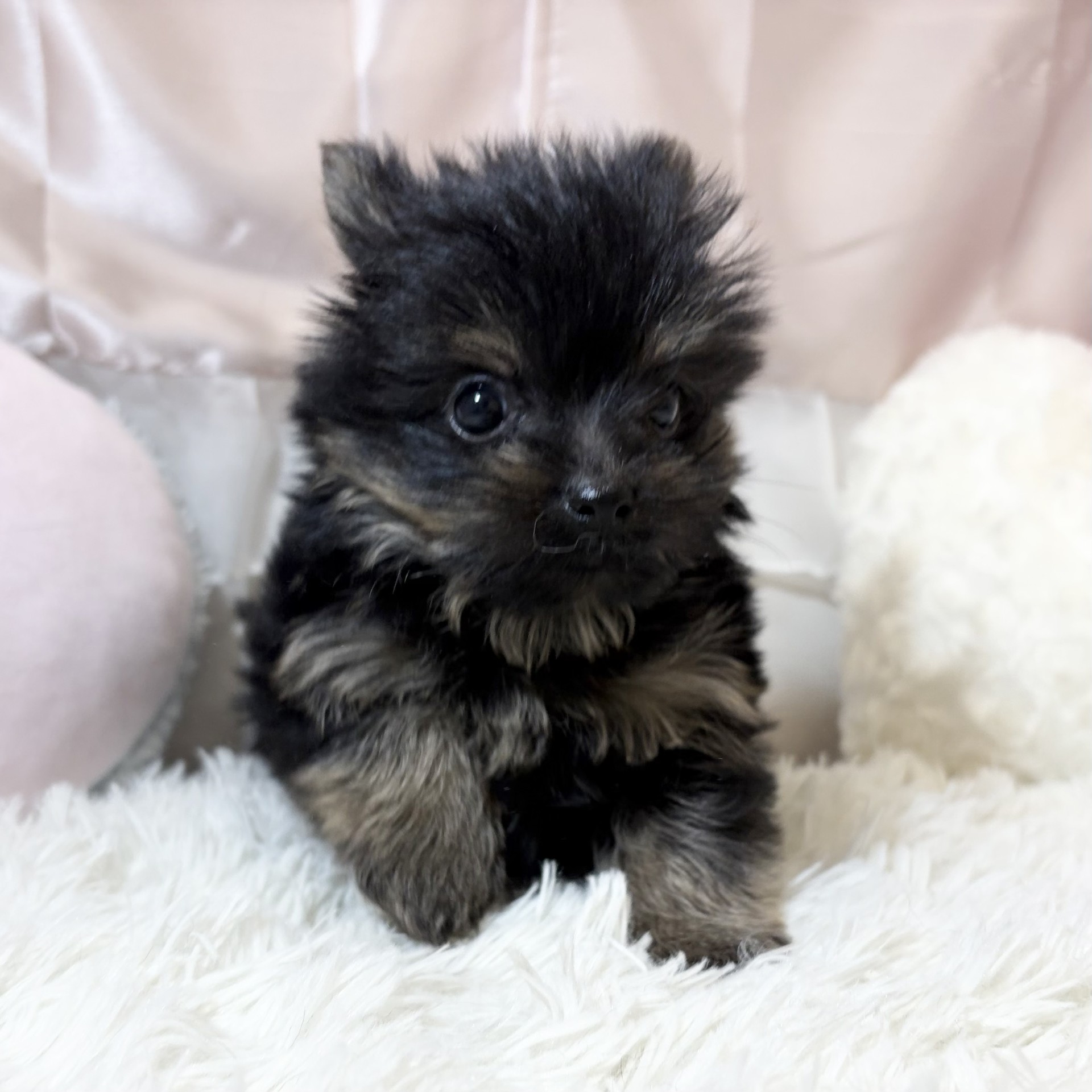 兵庫県のポメキー(ポメラニアン×ヨークシャーテリア) (犬の家＆猫の里カナート西神戸店/2026年6月17日生まれ/男の子/ブラックタン)の子犬の3枚目の画像