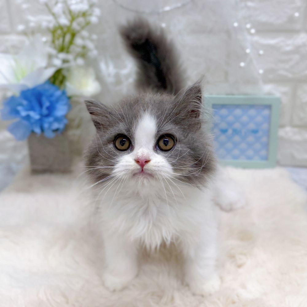 福井県のブリティッシュロングヘアー (犬の家＆猫の里アミーゴ福井大和田店/2026年6月9日生まれ/男の子/ブルーホワイト)の子猫の3枚目の画像