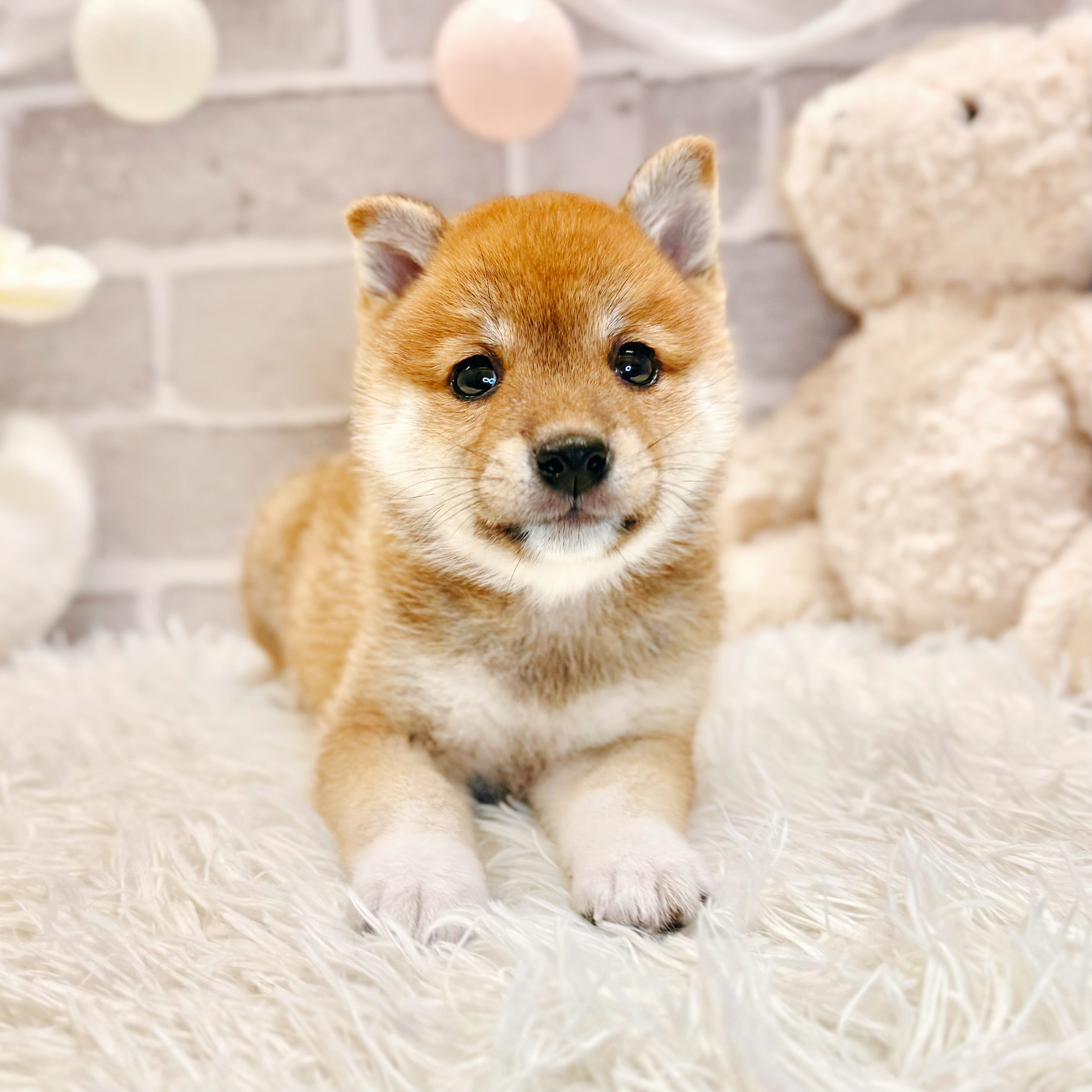 兵庫県の豆柴 (犬の家＆猫の里神戸店/2026年6月17日生まれ/女の子/赤)の子犬の3枚目の画像