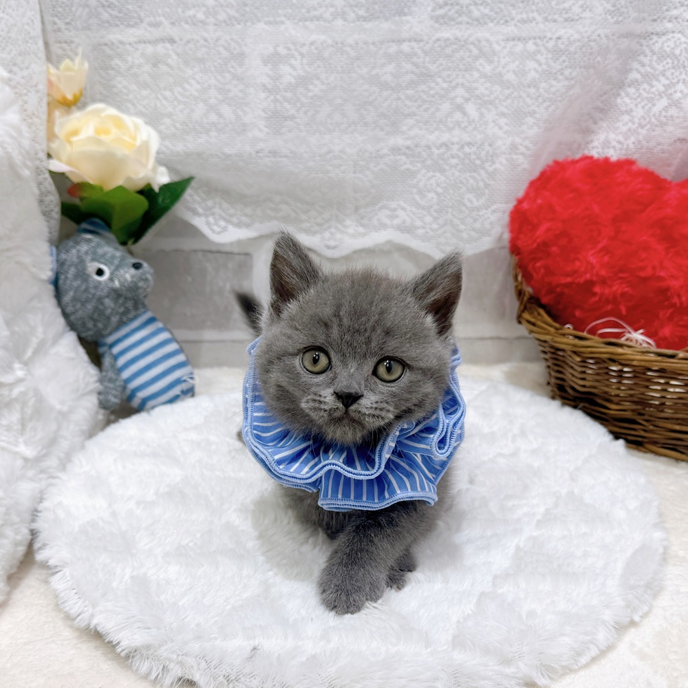 滋賀県のブリティッシュショートヘアー (犬の家＆猫の里長浜店/2026年6月15日生まれ/男の子/ブルー)の子猫の3枚目の画像