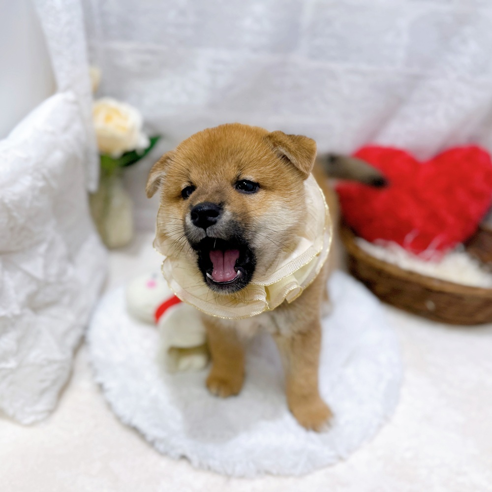 滋賀県の柴犬(標準サイズ) (犬の家＆猫の里長浜店/2026年6月15日生まれ/男の子/赤)の子犬の3枚目の画像