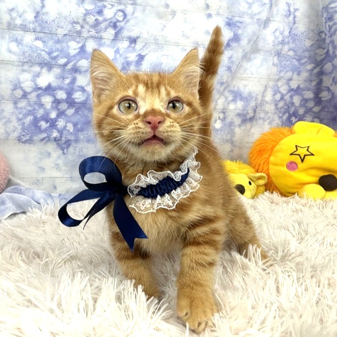 兵庫県のマンチカン (犬の家＆猫の里川西店/2026年6月12日生まれ/男の子/レッドタビー)の子猫の3枚目の画像