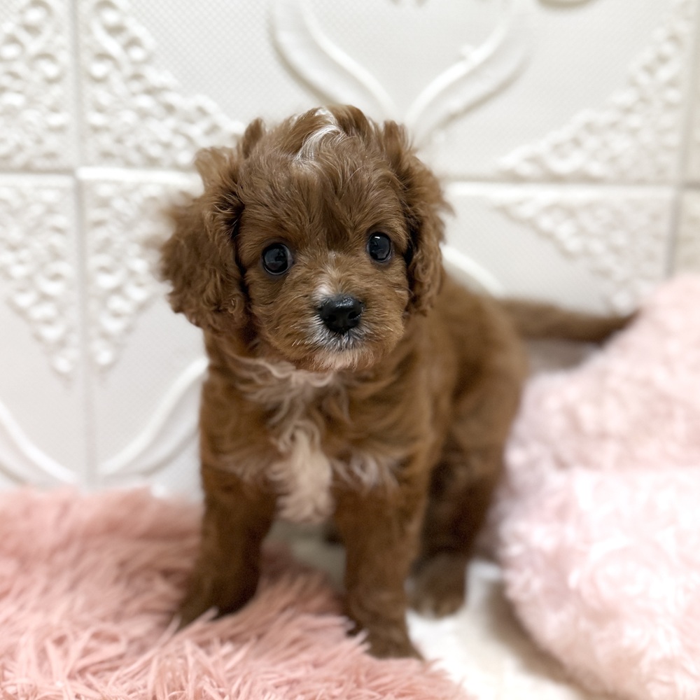 愛知県のキャバプー(キャバリア×プードル) (犬の家＆猫の里岡崎店/2026年6月12日生まれ/男の子/レッドホワイト)の子犬の3枚目の画像