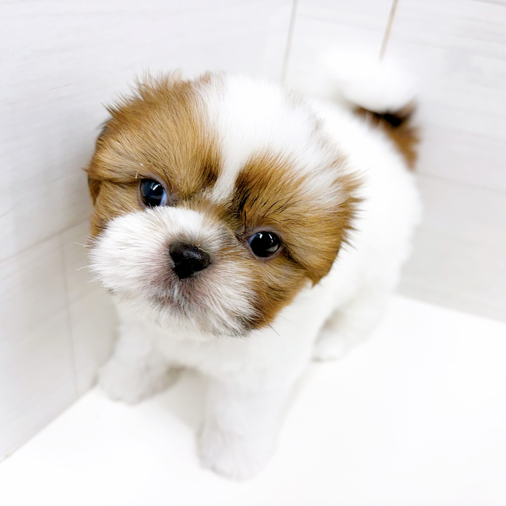 石川県のシーズー (犬の家＆猫の里アミーゴ金沢おこばた店/2026年6月19日生まれ/男の子/ゴールドホワイト)の子犬の3枚目の画像