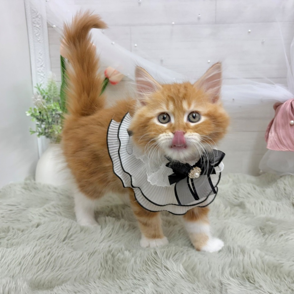 神奈川県のサイベリアン (犬の家＆猫の里相模原店/2026年6月13日生まれ/男の子/レッドタビーホワイト)の子猫の3枚目の画像