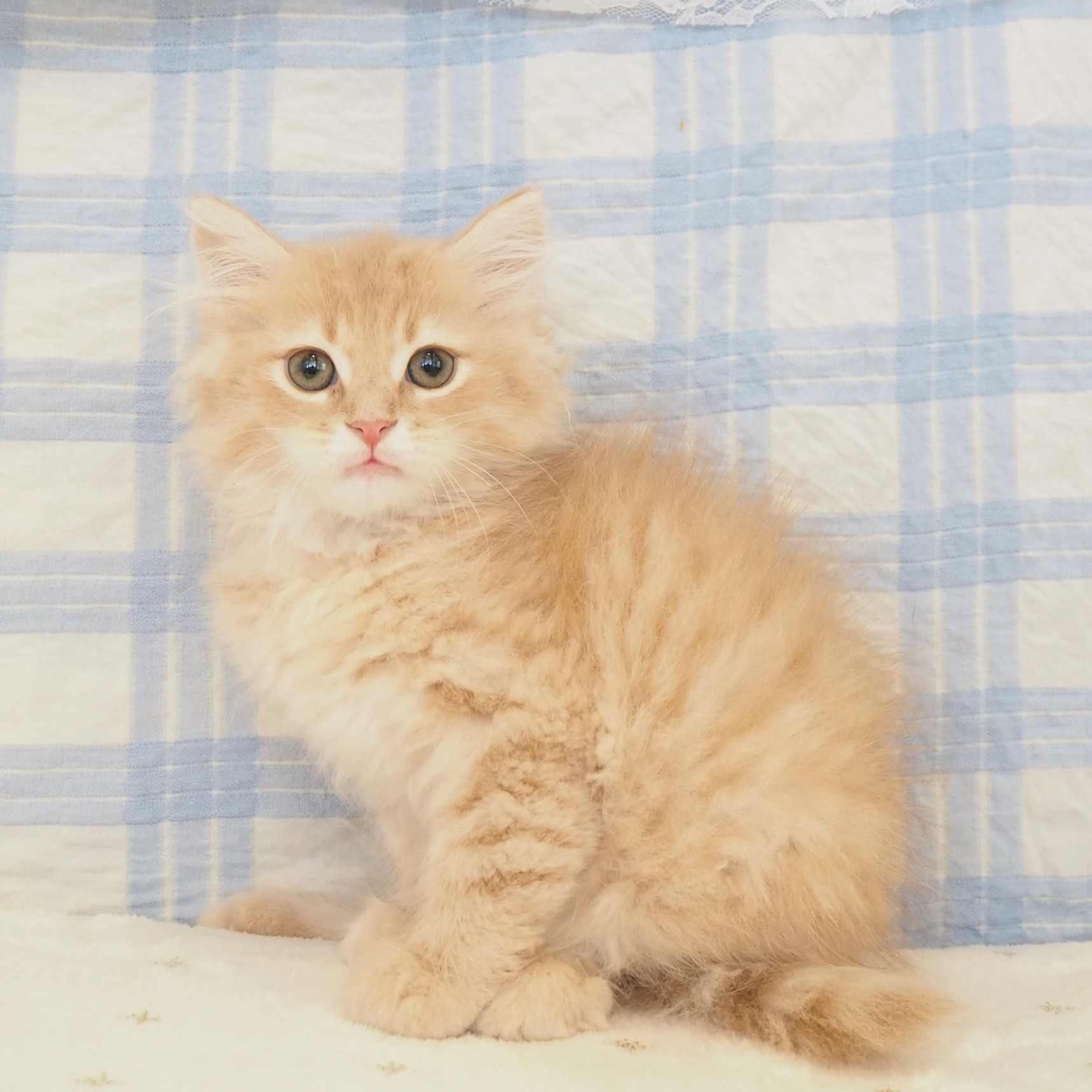 大阪府のサイベリアン (犬の家＆猫の里もりのみやキューズモールBASE店/2026年6月17日生まれ/男の子/クリームタビー)の子猫の3枚目の画像