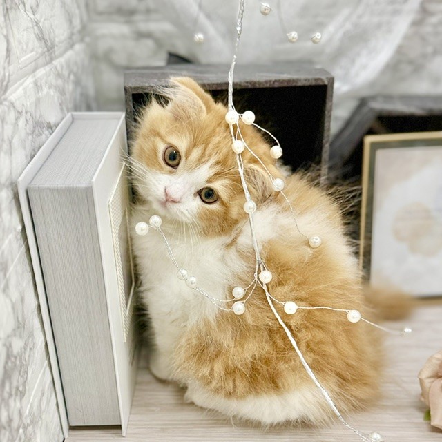 千葉県のスコティッシュフォールド (犬の家＆猫の里ワンズモール稲毛店/2026年6月12日生まれ/男の子/レッドタビーホワイト)の子猫の3枚目の画像