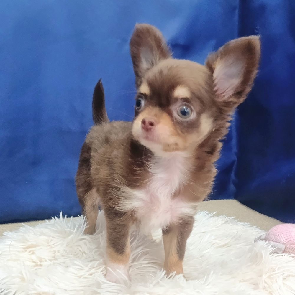 岐阜県のチワワ(ロング) (犬の家＆猫の里中津川店/2026年6月15日生まれ/女の子/チョコレートタンホワイト)の子犬の3枚目の画像
